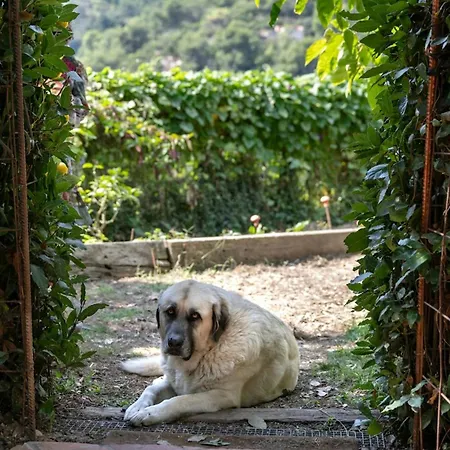 Restored Stone Overlooking Menton